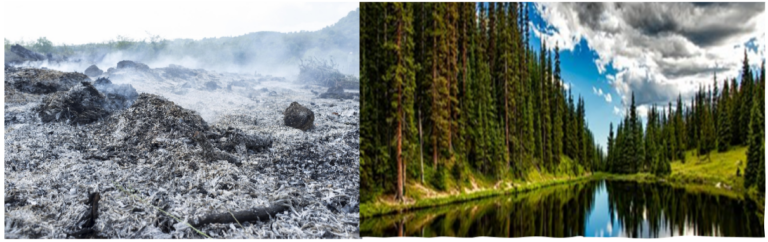 Divine Reversal: An Introduction